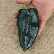 Barracuda F1 Untreated Pepper