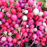 Easter Egg II Untreated Radish