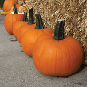 Jack Sprat F1 Untreated Pumpkin