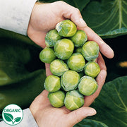 Nautic F1 Organic Brussels Sprouts