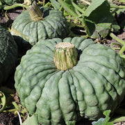 Marina Di Chioggia Untreated Squash