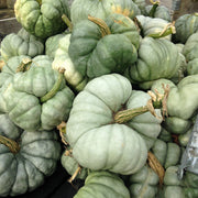 Triamble Untreated Squash Seeds