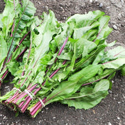 Catalogna Garnet Stems Untreated Catalogna