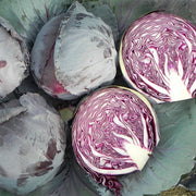Ruby Perfection F1 Untreated Cabbage