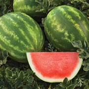 Captivation F1 Untreated Watermelon