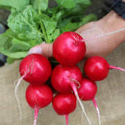 Escala F1 Untreated Radish