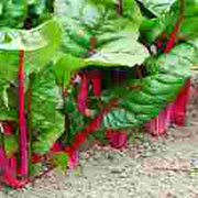 Flamingo Untreated Swiss Chard