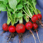 Cherriette F1 Untreated Radish