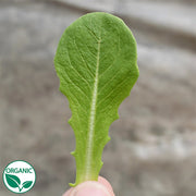 Pensacola Organic Seed, Raw Romaine