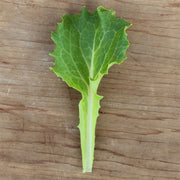 Hamilton Untreated Seed, Raw Lettuce Seeds