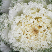 White Kamome F1 Untreated Flowering Kale