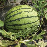 Yellow Doll F1 Untreated Watermelon