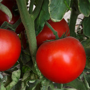 Grand Marshall F1 Untreated Tomato