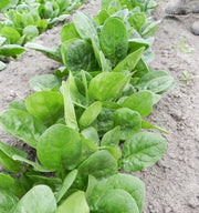 C2-606 F1 Treated Spinach Seeds