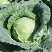 Tiara F1 Untreated Cabbage