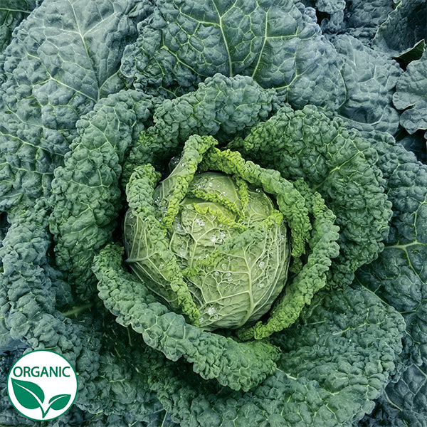 Optima Cabbage Famosa F1 Organic Cabbage Seeds | Osborne Hybrid Farm Seed Company