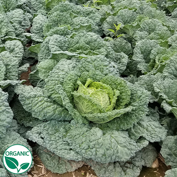 Optima Cabbage Famosa F1 Organic Cabbage Seeds | Osborne Hybrid Farm Seed Company