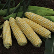 Anthem XR F1 Untreated Corn Seeds