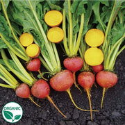 Touchstone Gold Organic Beet Seeds