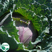 Deadon F1 Organic Cabbage