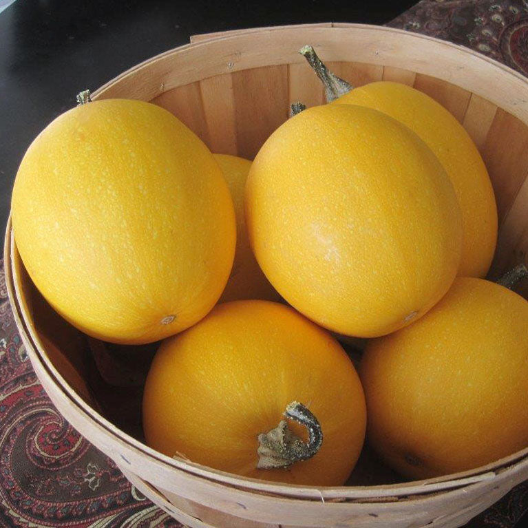 Small Wonder F1 Untreated Squash Seeds Osborne Farm Seeds