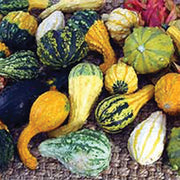 Small Warted Professional Mix Untreated Gourd