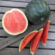 Serval F1 Treated Watermelon
