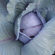 Omero F1 Untreated Cabbage
