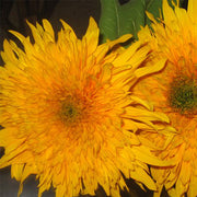 Double Quick F1 Untreated Sunflower