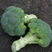 Eastern Crown F1 Untreated Broccoli