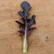 Cavendish Untreated Seed, Raw Lettuce