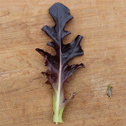 Cavendish Untreated Seed, Raw Lettuce