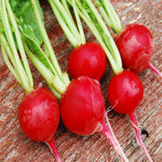 Crunchy Royale F1 Untreated Radish