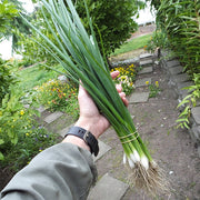 Green Banner Untreated Onion