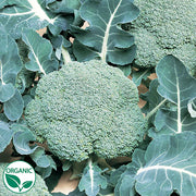 Belstar F1 Organic Broccoli