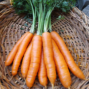 Jerada F1 Untreated Seed, Raw Carrot