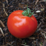 Celebrity F1 Untreated Tomato