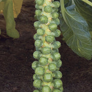 Cryptus F1 Treated Brussels Sprouts