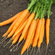 Goldfinger F1 Untreated Seed, Raw Carrot Seeds