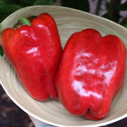 Badger F1 Untreated Pepper