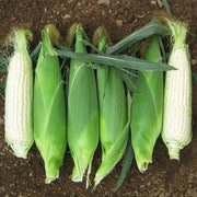 XTH3774 F1 Treated Corn Seeds