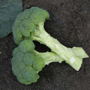 Gypsy F1 Untreated Broccoli