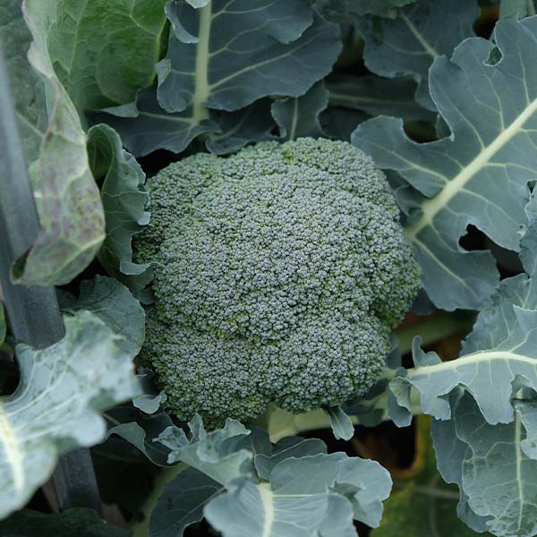 gypsy plant seeds Gypsy F1 Untreated Broccoli Seeds
