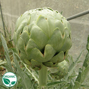 Tavor Organic Artichoke