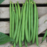 Barron Untreated Bean Seeds