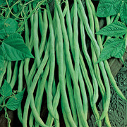 Fortex Untreated Bean Seeds