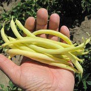 Rocdor Untreated Bean Seeds