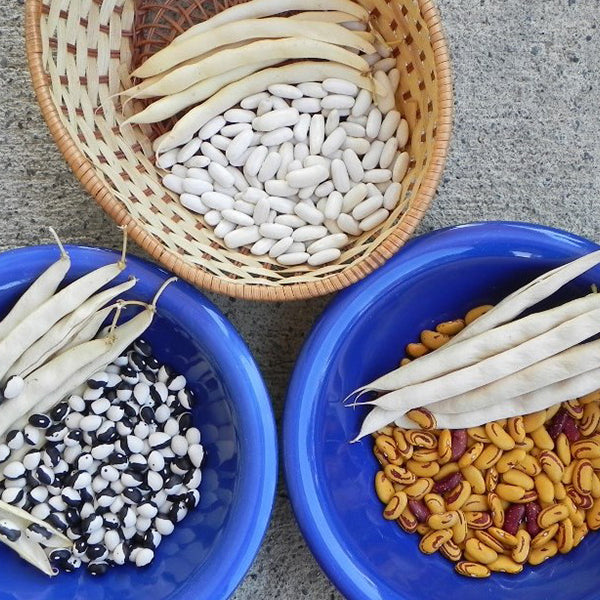 Calypso Untreated Bean Seeds Osborne Farm Seed Supplier