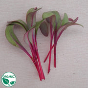 Bull's Blood Organic Beet/Microgreen