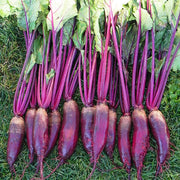 Forono Untreated Beet